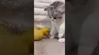 Cat Funny Videos 🥰 Cat Fight 😅 # Episode 4218