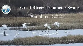 WEBINAR: &ldquo;Great Rivers Trumpeter Swans&rdquo;