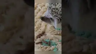 hedgehog Explorer