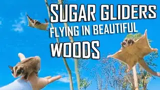 Cute Sugar Gliders Flying in Beautiful Woods (Must See!)