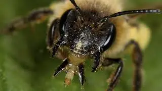 Social Insects: Bees and Wasps