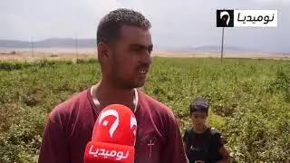 أم البواقي: إنتاج الطماطم الصناعية والمحاصيل الزراعية مهددة بالزوال في سوق نعمان