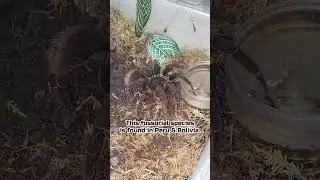 Replacing Steely Blue Leg (P. Antinous) Water #pamphobetusantinous #tarantula #shorts #spider