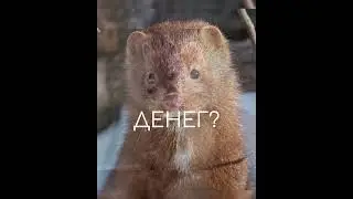 поддержим тренд🥹?#animals 🤗