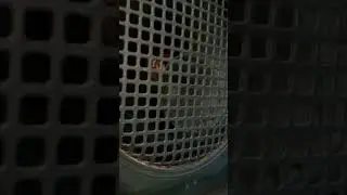 VIRAL !! SPEAKER CLASSIC 1240 JEBOL SAAT DIPUTAR LAGU INI
