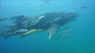 Whale shark 12 03 20