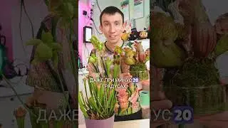 места обитания саррацении