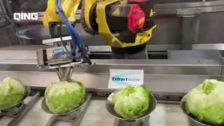 Automated de-coring of lettuce: - AI Vision Processing system | QING Food Automation