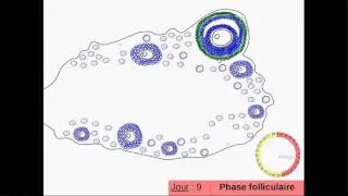Le cycle ovarien