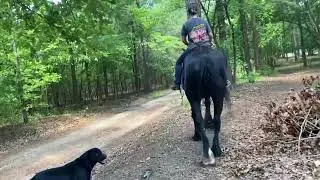 Percheron mare riding