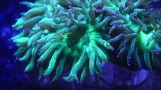 This Week at Elite Reef | favia, clarkii clown, torch coral, frogspawn, wrasse, montipora