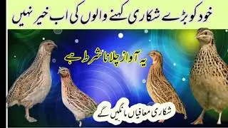 Ye hai season ki top awaaz||quail sounds ||Bater ki awaaz