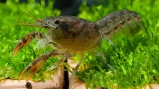 Мраморные раки (Procambarus virginalis)