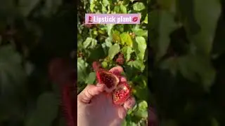 Anatto or the lipstick plant. Great for natural food coloring & body plaint💋💄