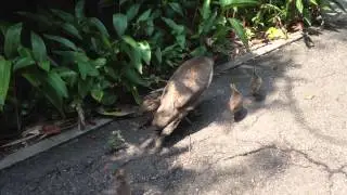 imprinting - learning behavior