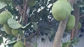 Hái ngọn su,bồ công anh,mướp hương,dâu tây,bắp cải,lá lốt,mồng tơi