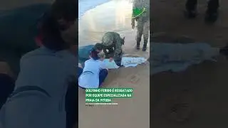 Golfinho ferido &eacute; resgatado por equipe especializada na praia da Pituba