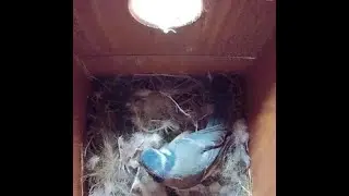 BlueTit Nest Cam - End of a Busy Day