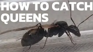 How To Catch A Queen Ant In Under 3 Minutes