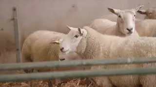 Gay Sheep? Homosexuality in Rams