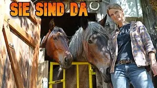 🥰Sie sind da! 1350 Kilo❗​ Zwei der schwersten Pferderassen in Bewegung​💪​🐴​