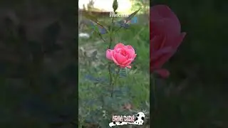 Pretty Mini Pink Rose in the Garden &ndash; Beautiful Flowers &ndash; Bravo Dada! #Shorts #Garden #Roses #Pink