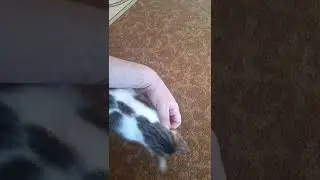 Love ❤️ and respect 🤗 the animals they never betray 😻