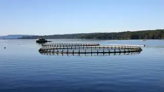 Salmon industry &lsquo;galvanised&rsquo; to fight back against anti-fish farm campaigns