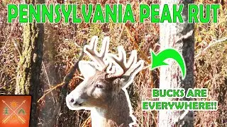 Bow Hunting the Pennsylvania Peak Rut | Self-Filmed Archery Hunt
