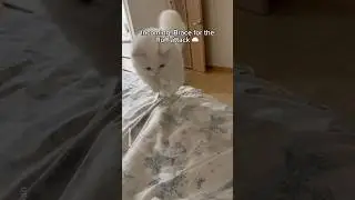 Your daily dose of serotonin has arrived🩷 #shorts #cat #funny