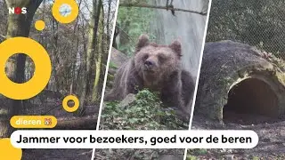 Beren voor het eerst in winterslaap: 'Dit is uniek'