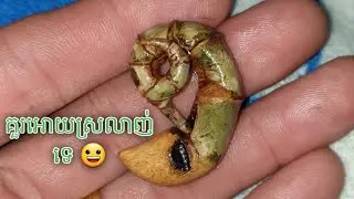 Bamboo  khmer  magic
