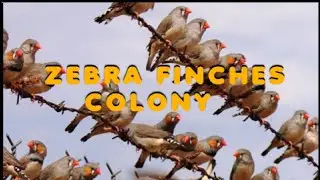 ZEBRA FINCHES COLONY #beauty #birds #animals #vlog #nature