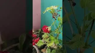 geranium flowers #viral #flower #shorts