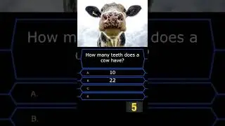How many teeth does a cow have