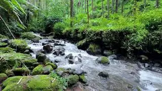 Allow peace inside with soft river noise by a still forest creek to bring you restful healing sleep