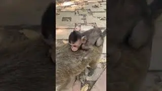 Close Encounter with Cambodian Monkey Carrying Baby