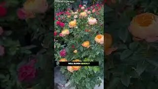 Secret Watering Formula for Fast Flower Growth!🌿🌸 |Gardening Tips||#gardening#plants#flower #shorts