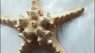 Real or Fake Starfish? | Ocean Wave Background Music | Subscribe if you like the video #shortvideo