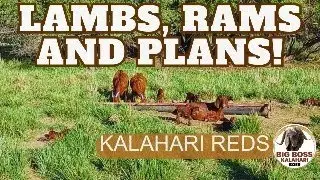 Kalahari Red Goat breeding, new Meatmaster Ram for the ewes and lambing season in full swing!