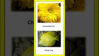 Yellow Color Things | Learn & Nurture  #shortsvideo #yellowcolour