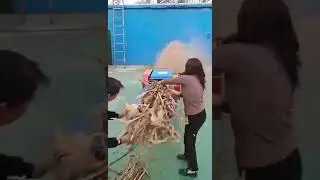 March 27th 2023, corn stalk shredder, corn stalk crusher #feedpelletmachine #chaff_cutter_machine