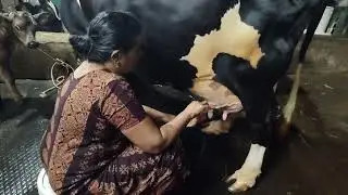 കുഞ്ഞോളുടെ കറവ കാണാം 