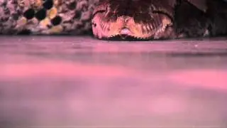 The Edge of Hell Medussa