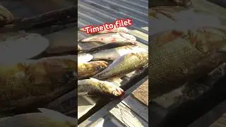 Yes, I eat bass! #fishing #bassfishing #fishfillets #nature