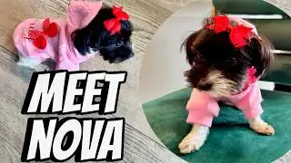 INTRODUCING MAMADEE NEW PUPPY TO OUR CHANNEL