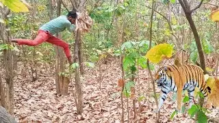 Tiger Attack Man In The Forest part 36 Sekhupur Ban #akglifeenjoy #tiger