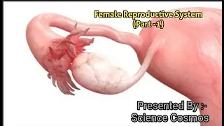 @sciencecosmos6931 Female Reproductive System (Part -1)