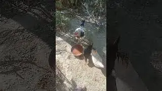 #ChickenReels #HenVibes #ViralChickens