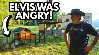 Moving Elvis & His Ladies Turns DANGEROUS! | Off Grid Barn House Build